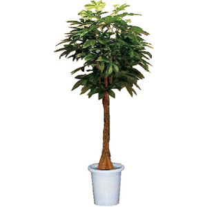 人工樹木オフィスグリーン大鉢「パキラ」  AC763060Z